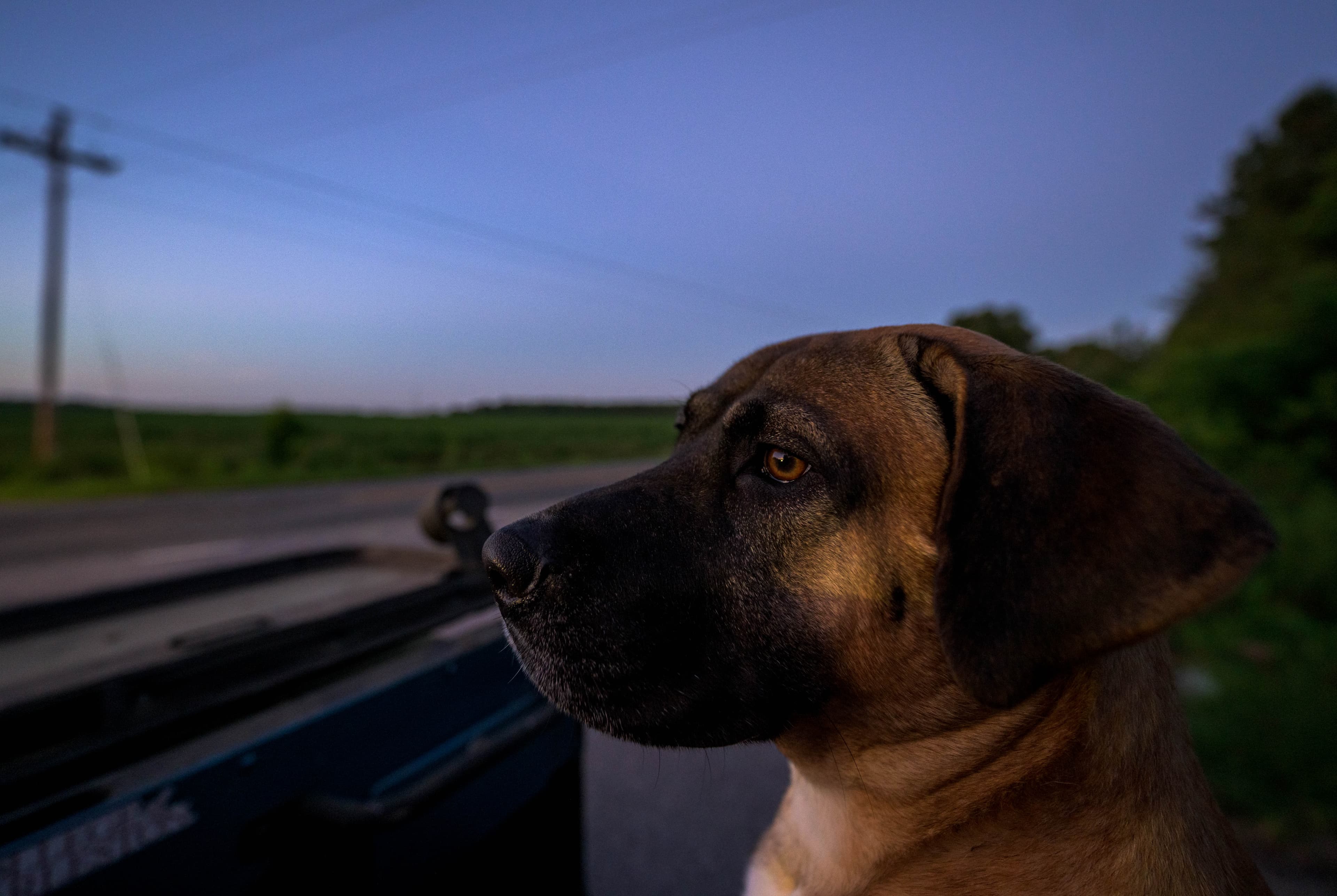 Photograph from Dirty Blue Heeler