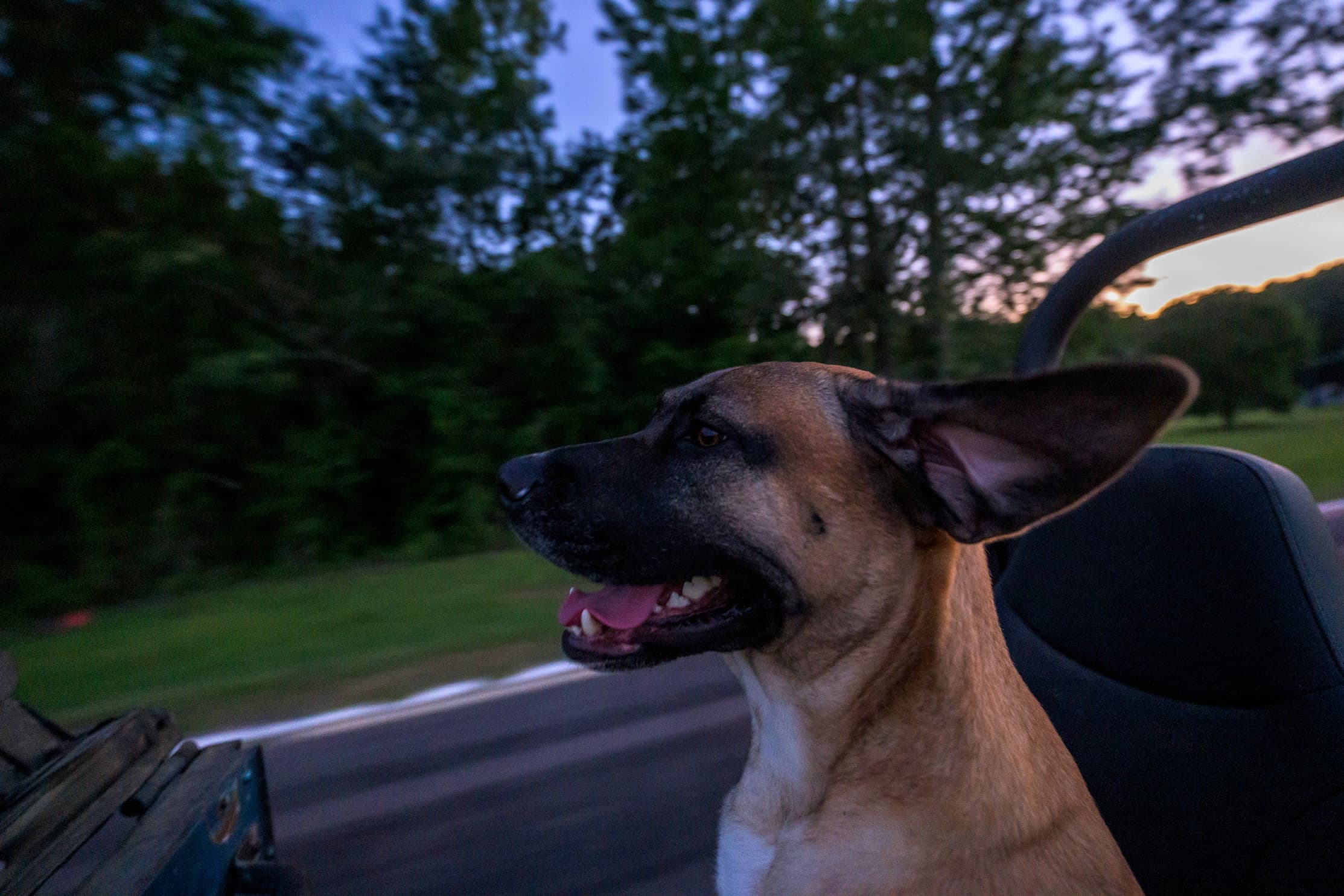 Photograph from Dirty Blue Heeler