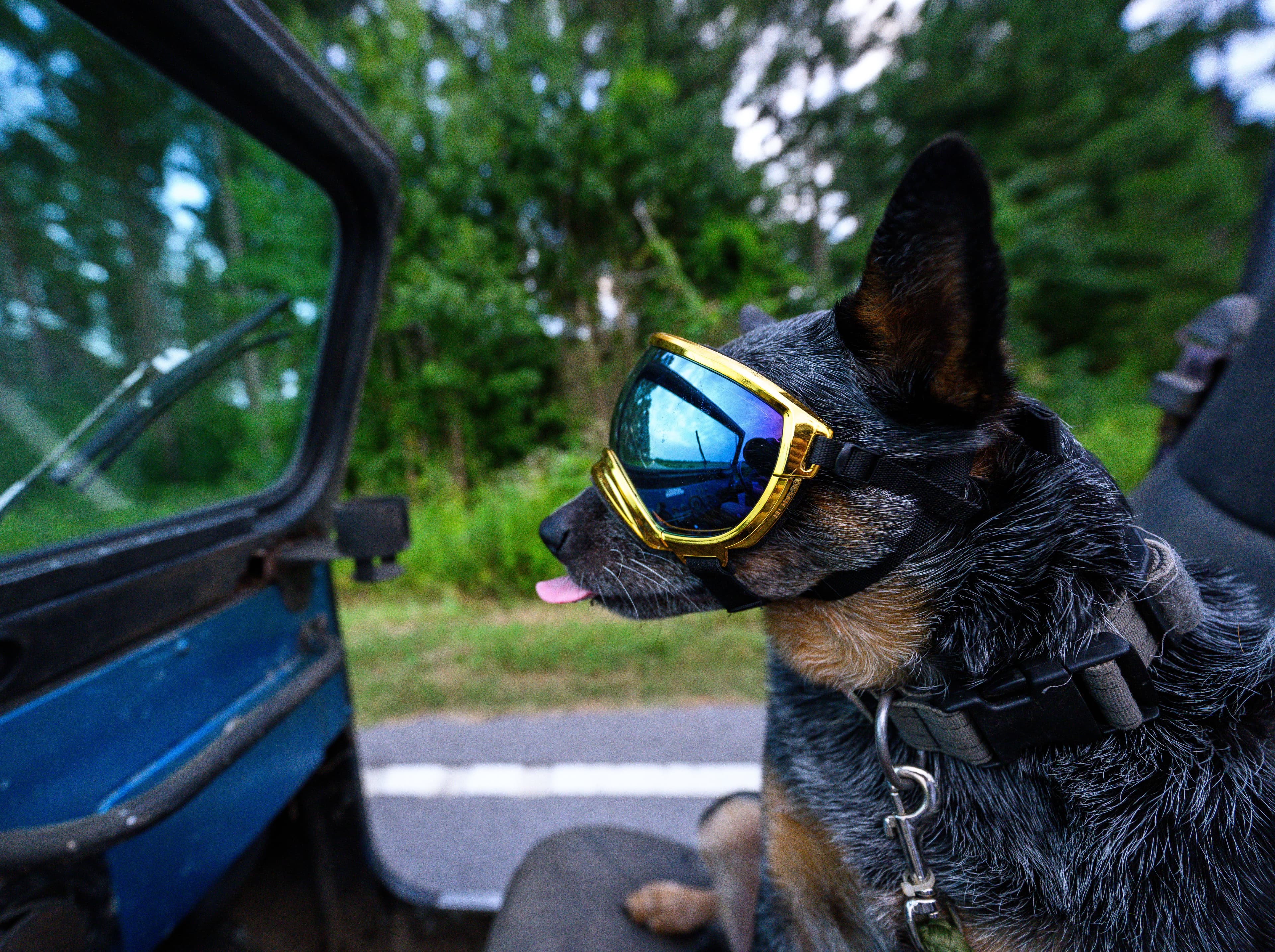 Photograph from Dirty Blue Heeler
