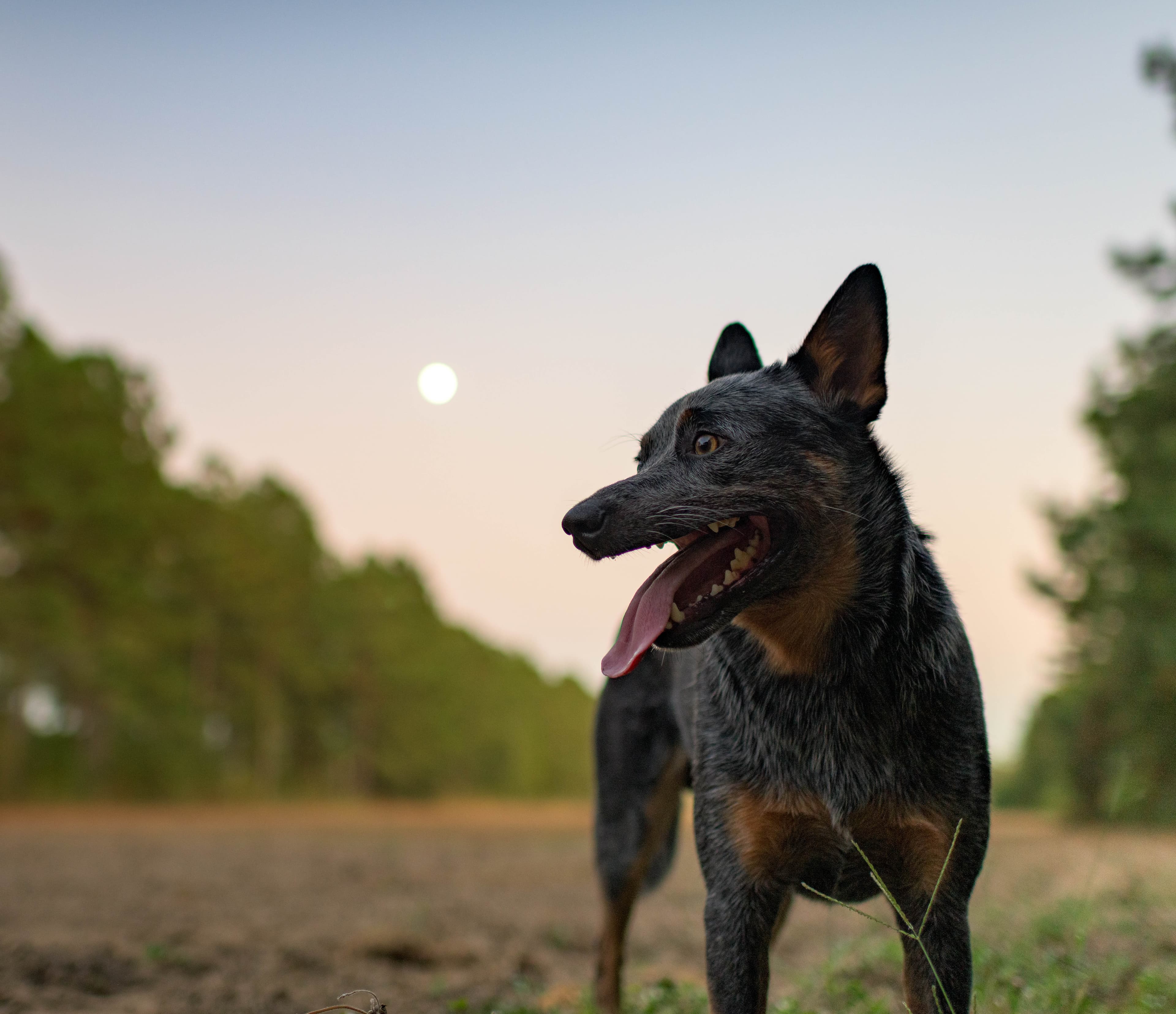 Heels, Heelers & Healing