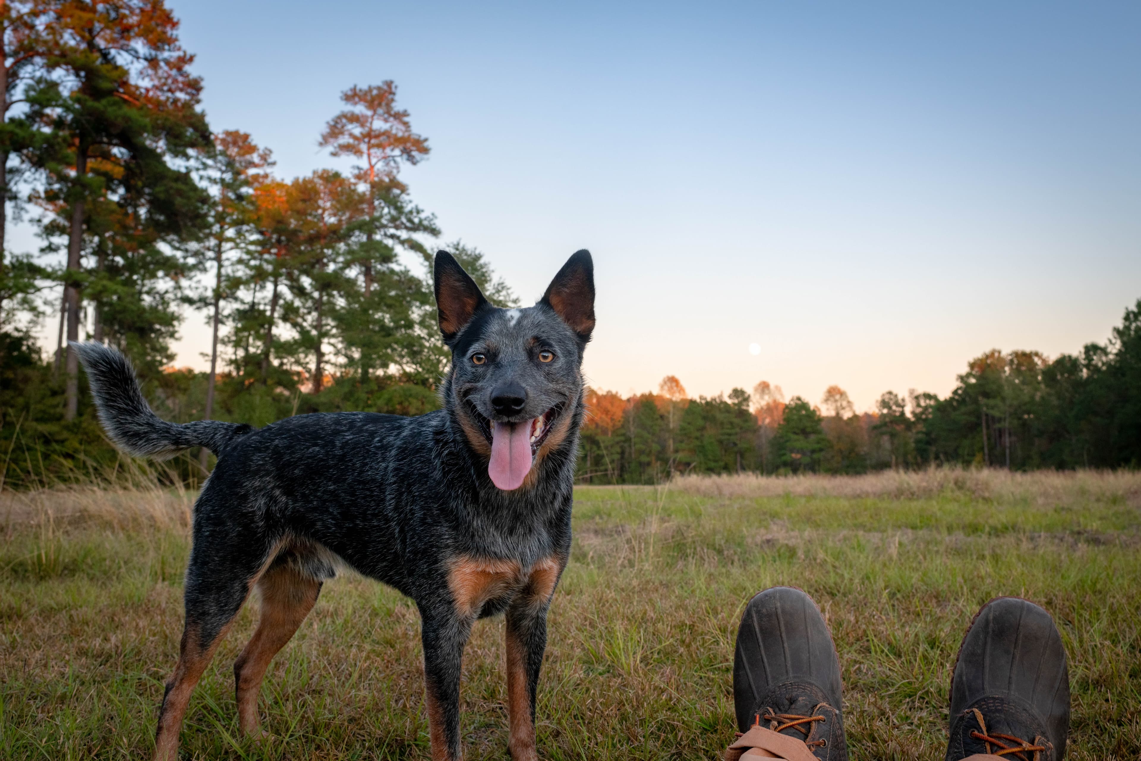 Everything's A Dog Park