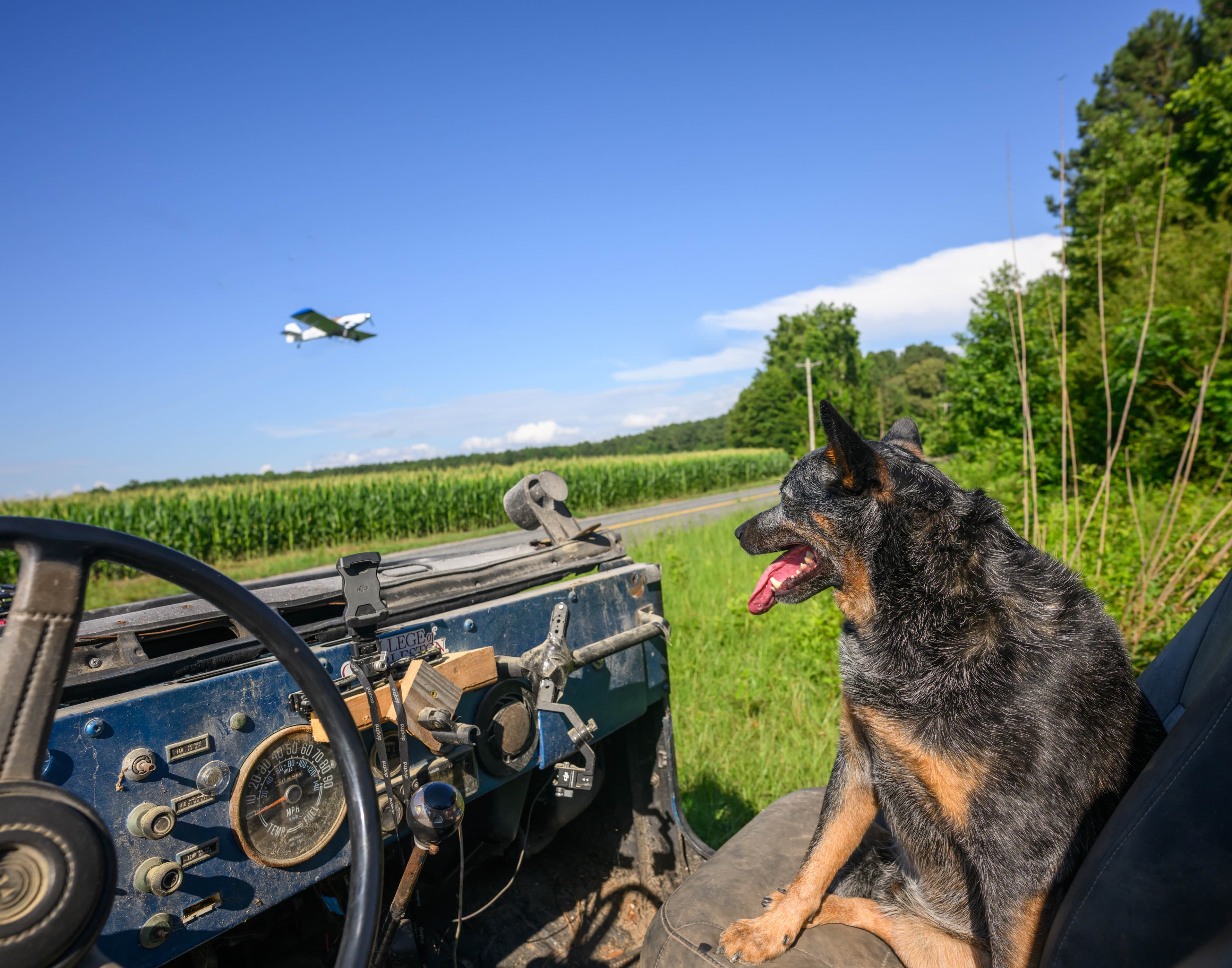 Mentor Dogs - A Blueprint