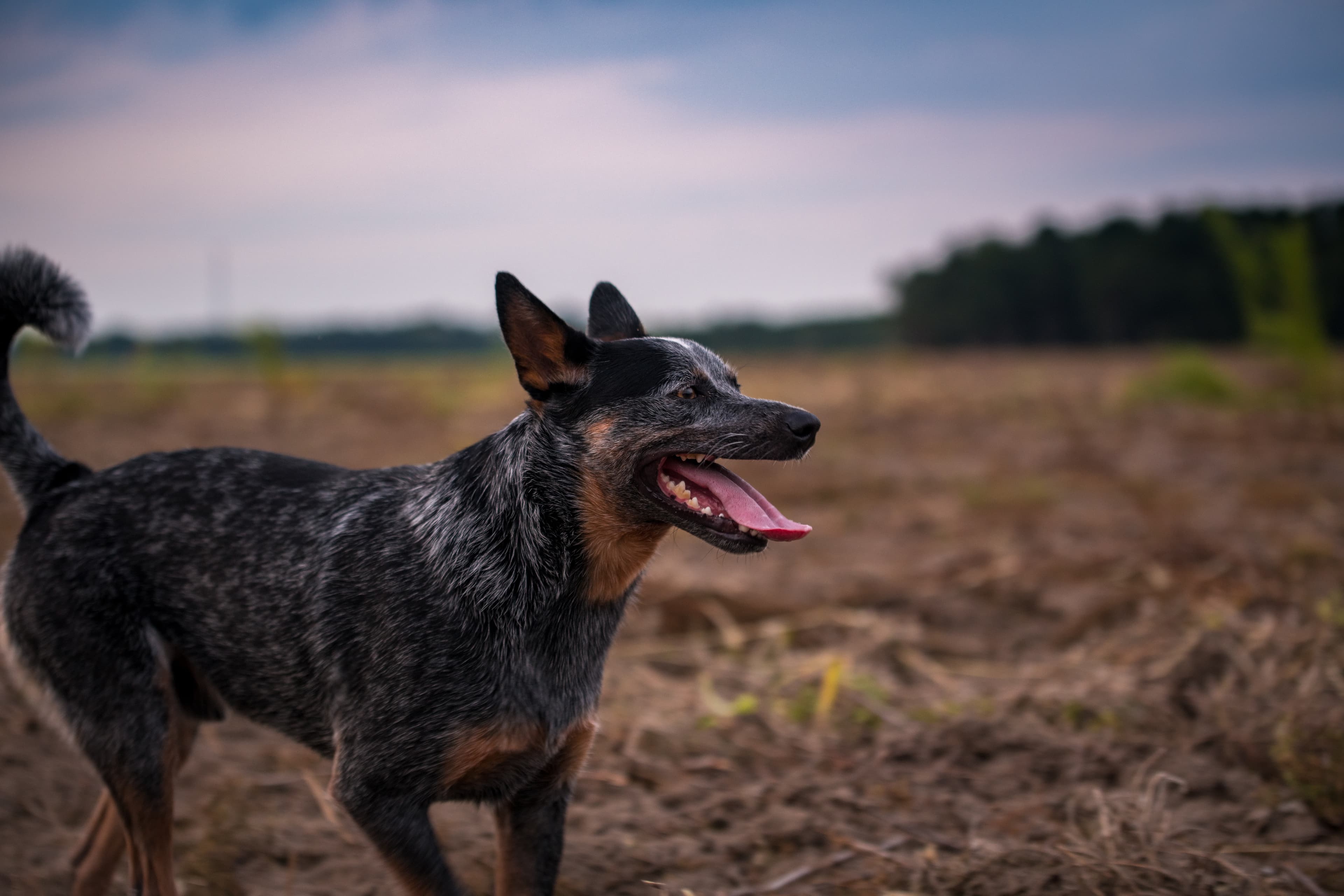How Dogs Outrun Self-Doubt