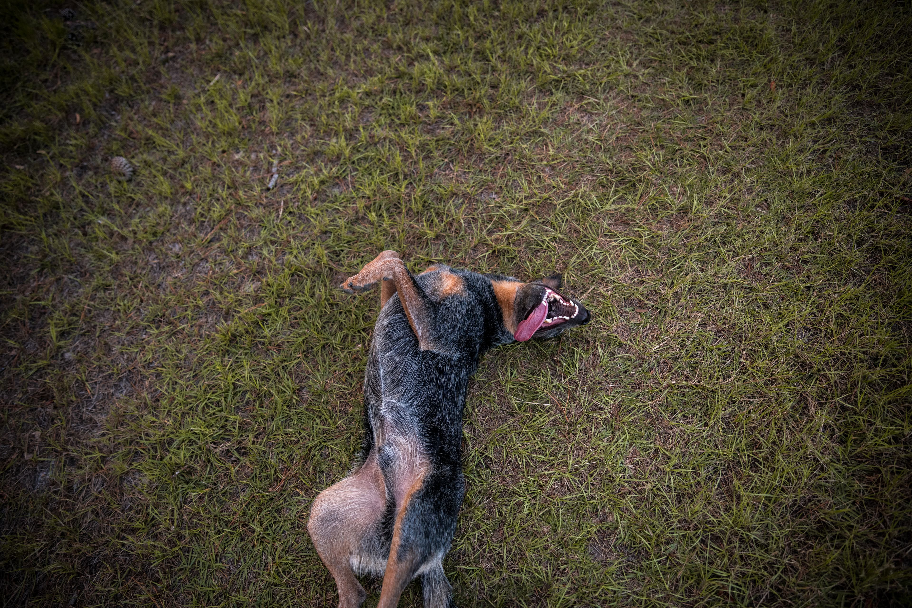 3 Things We Learn When Our Dogs Roll In Poop