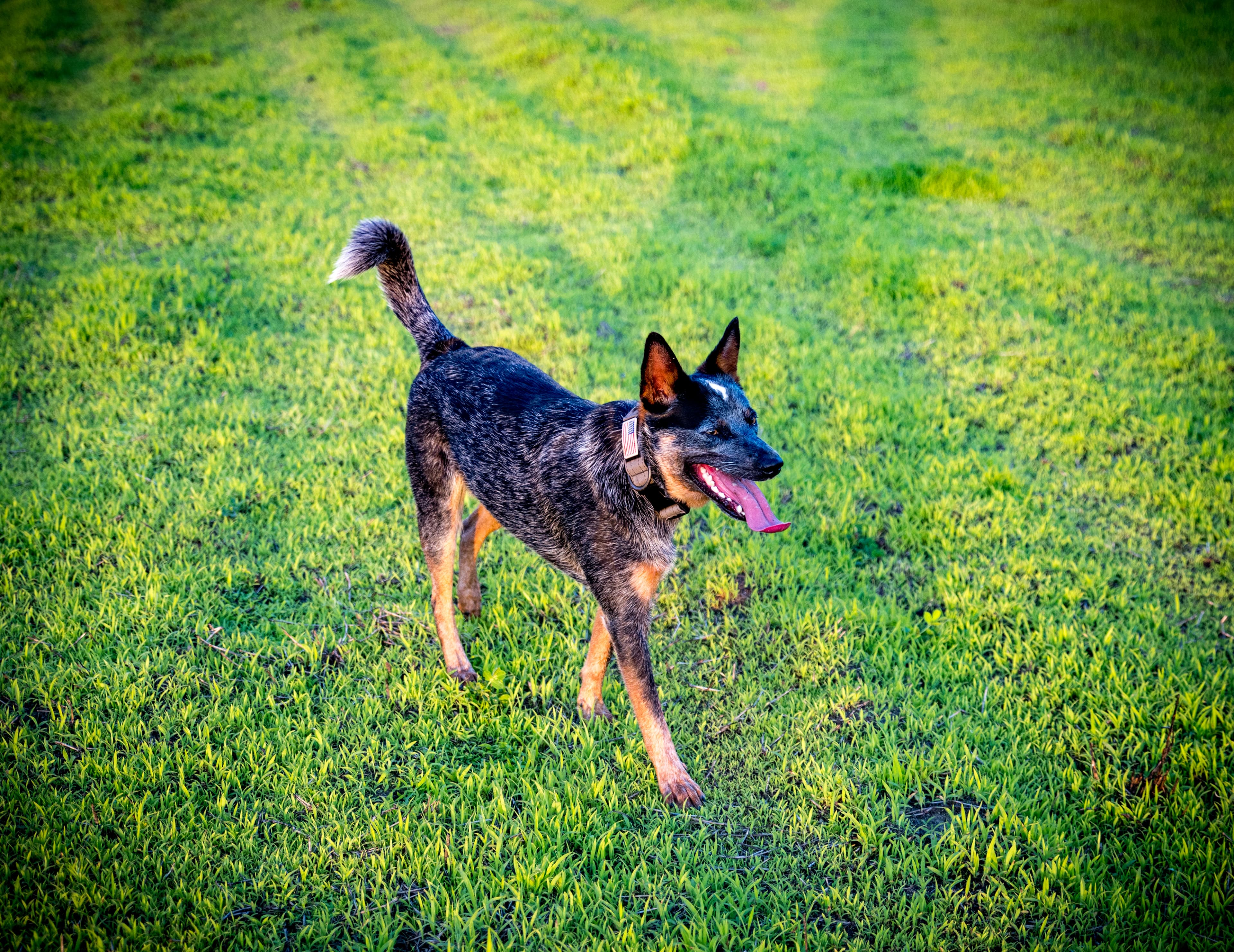 Instincts | Herding Of A Doodle